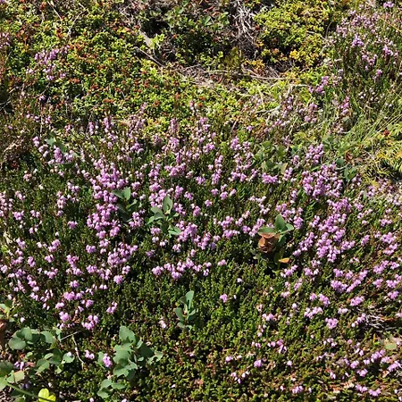 Haus Cilli בית הארחה 3*