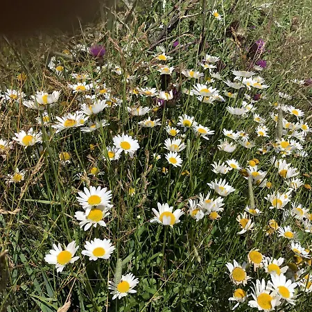 Haus Cilli 3* ווירגן