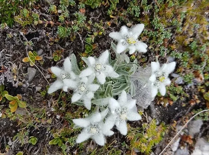 Haus Cilli 3* ווירגן