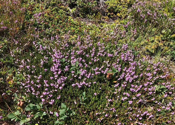 Haus Cilli בית הארחה 3*