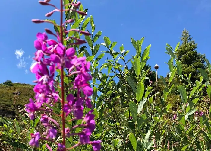 בית הארחה Haus Cilli