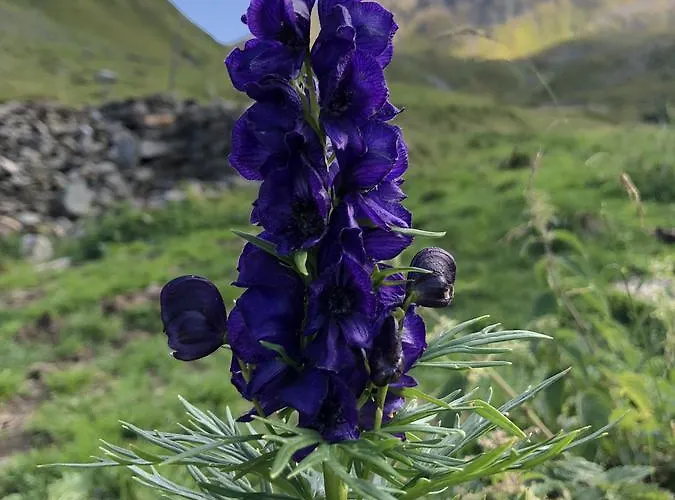 Haus Cilli בית הארחה 3*