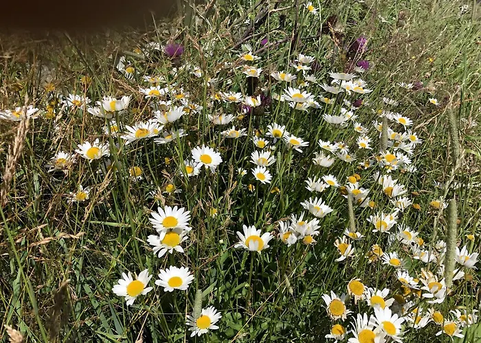 Haus Cilli 3* ווירגן