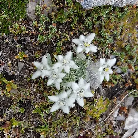 Haus Cilli 3* Virgen