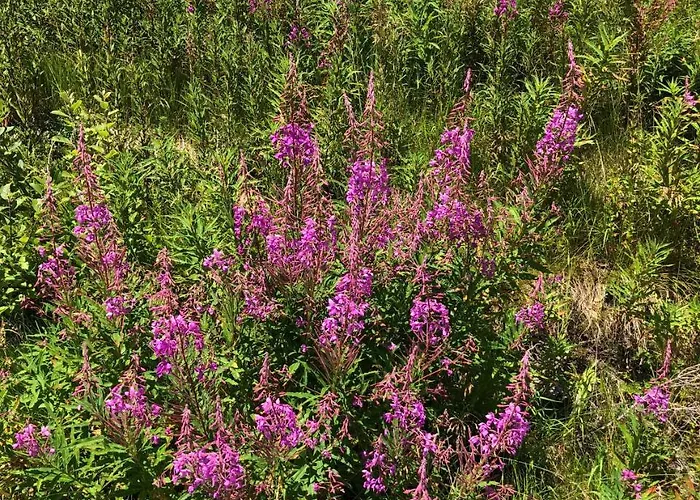 Haus Cilli ヴィルゲン